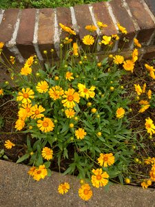 Bloom aster natural