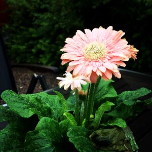Sweden plant flowers