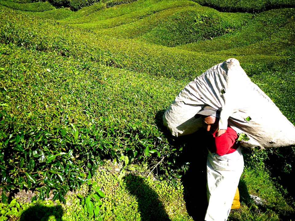 Cameron highlands malaysia green