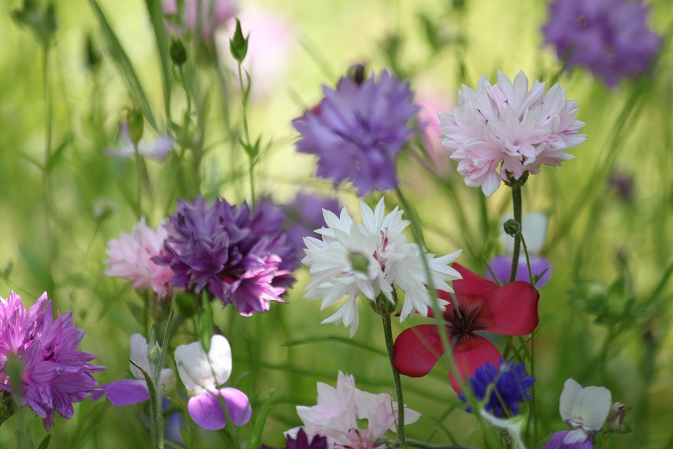 Nature meadow farbenpracht photo