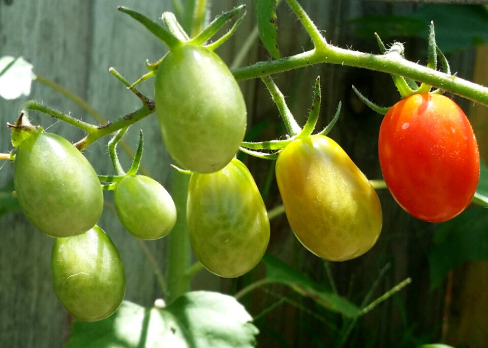 Garden tomato vegetable
