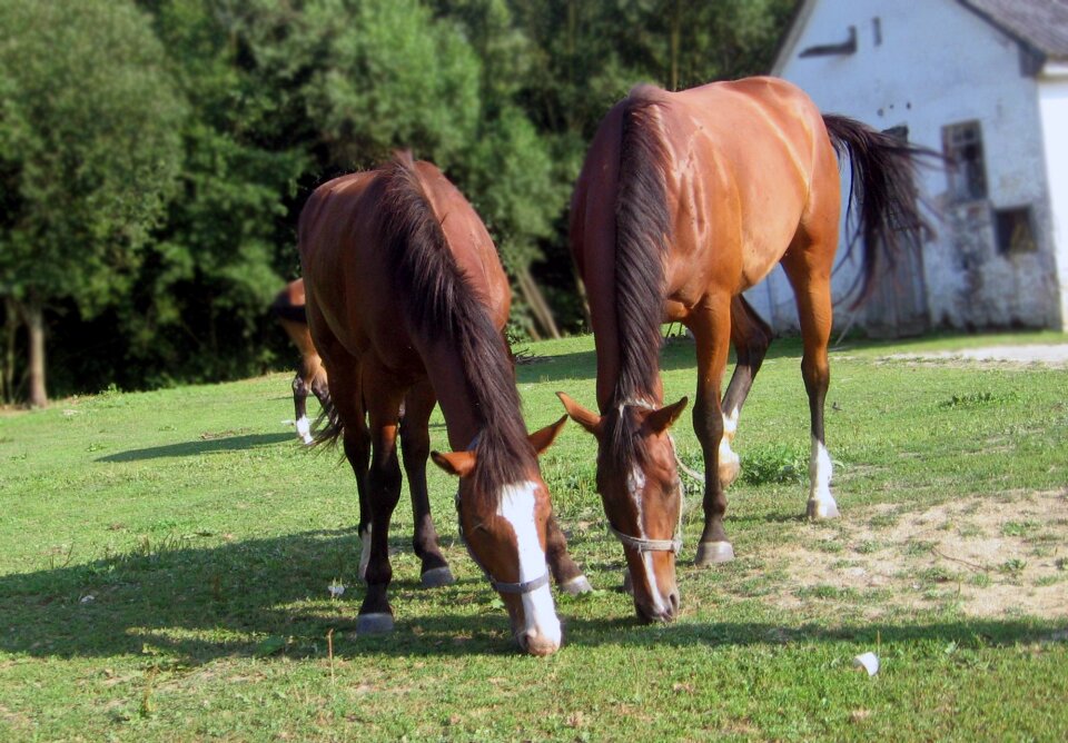 Horses mares grazing