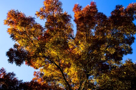 Trees forest fall colors photo