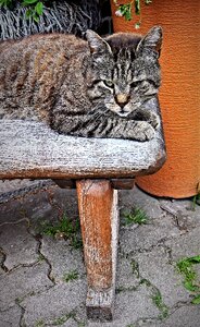 Mackerel hofkatze tired