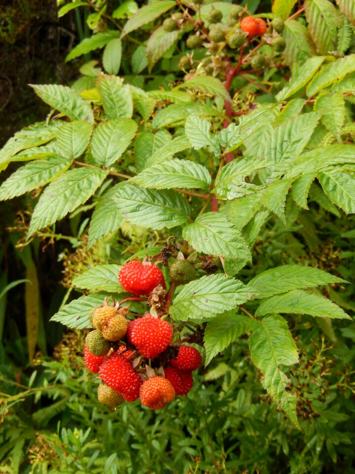 Nature red fruits forest