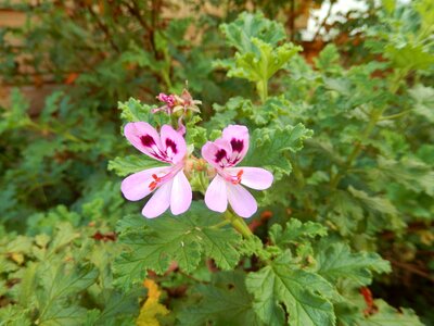 Geranium flower pink photo