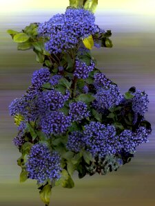 Plant garden purple