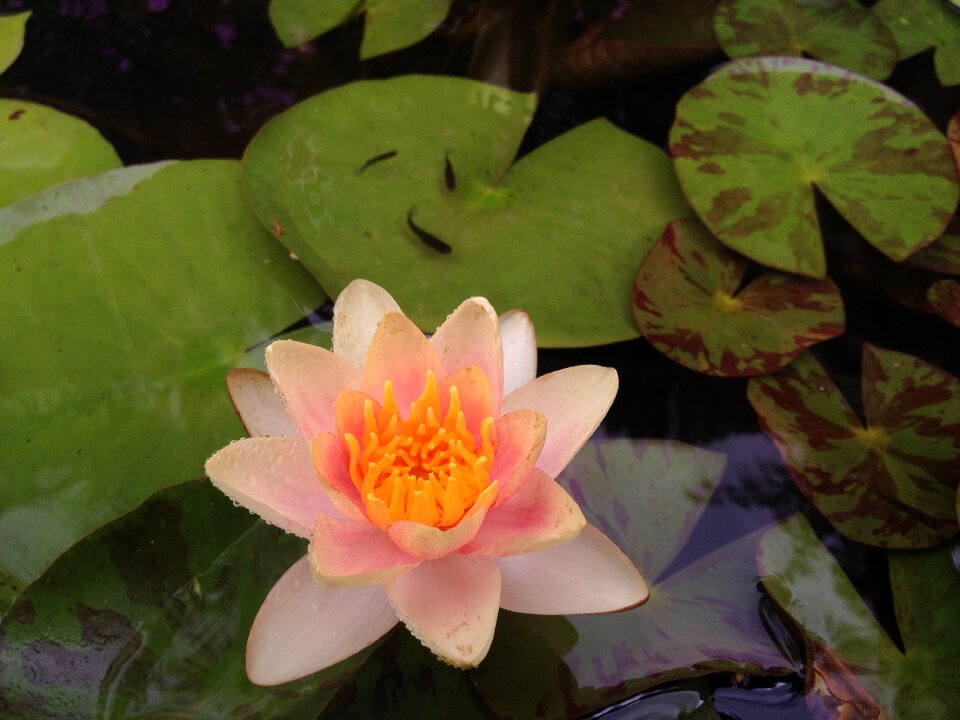 Water nature garden