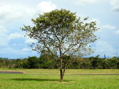 Tree sky green photo