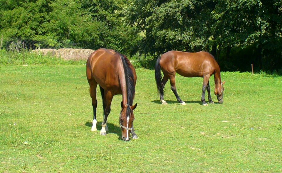 Mares meadow pasture