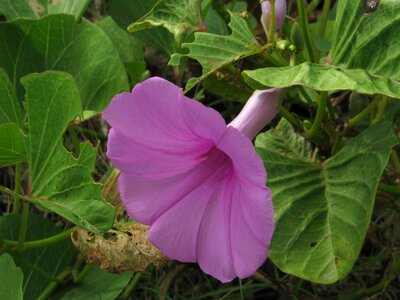 Thiagoribeiro flower rosa