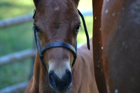 Colt animal farm photo