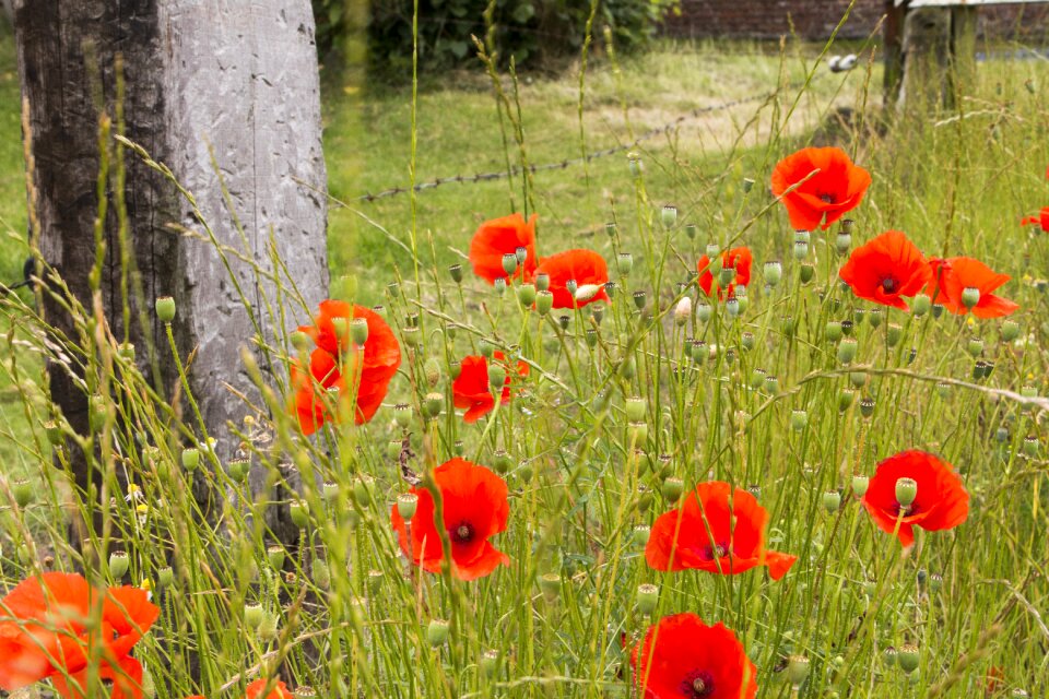 Grass flowers poppy photo