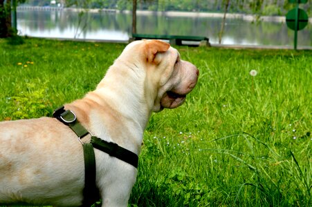 Greens collar living nature