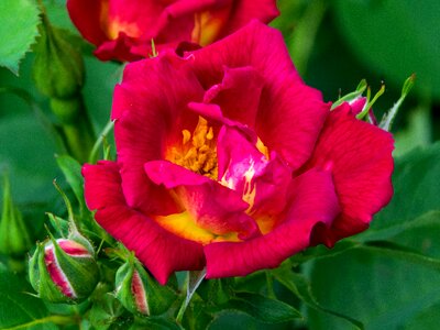 Red yellow blossom