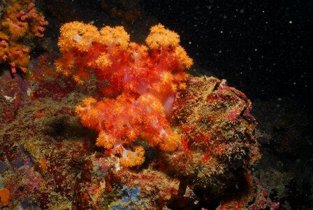 Alcyonaire sea ocean