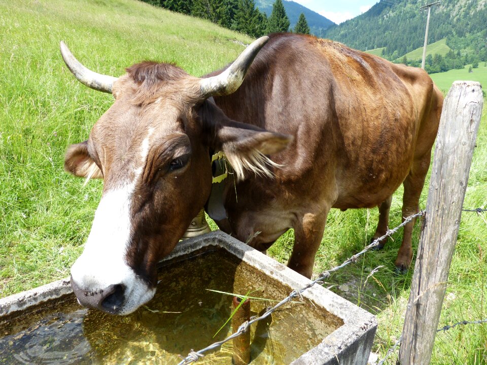 Cow calf allgäu bad hindelang