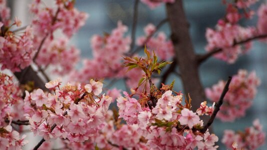 Cherry tree japan photo
