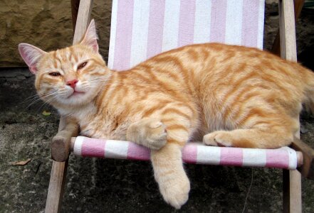 Tomcat sleep peace