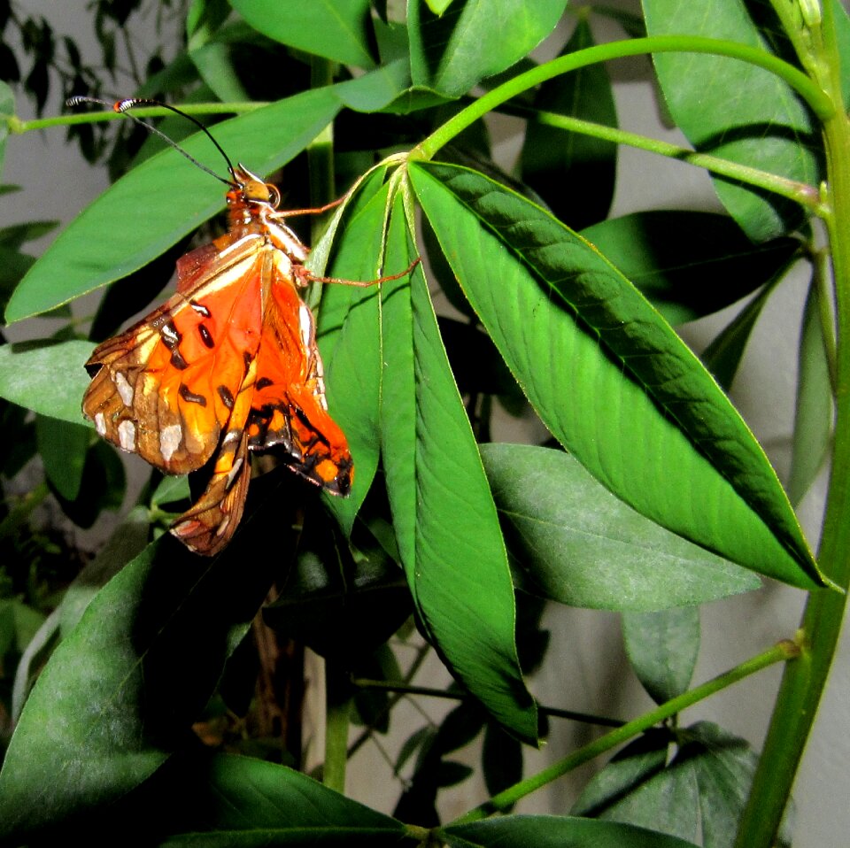 Metamorphosis means environment