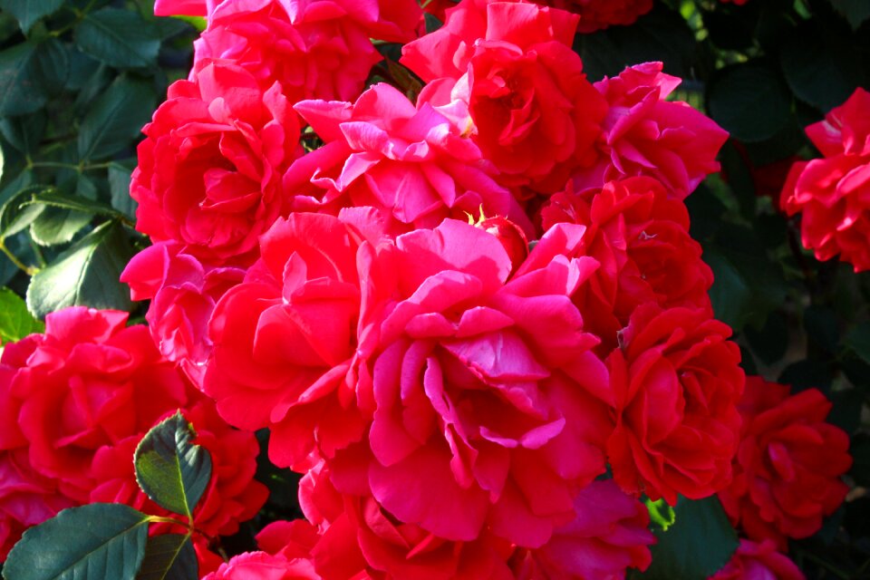 Festival flowers fragrance