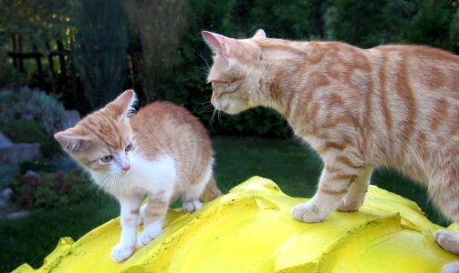 Kitten cat cat chick