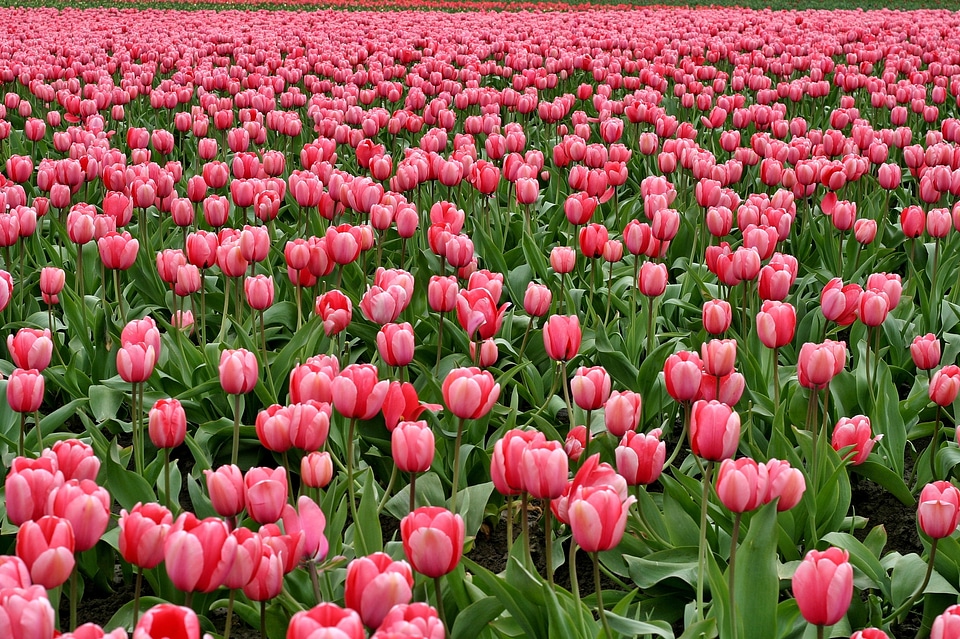 Red purple field
