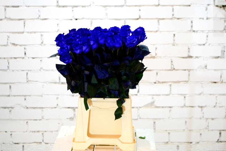 Flower beautiful flowers flower business