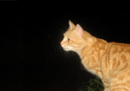 Cat tomcat night photo