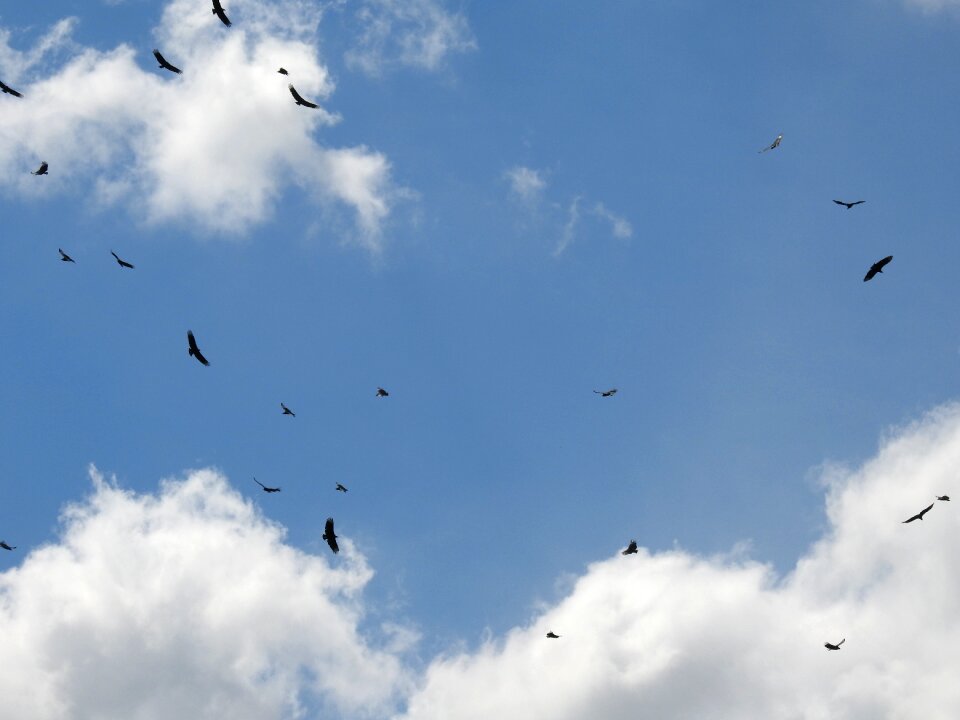 Fly blue sky nature