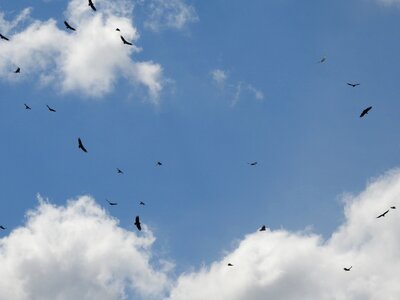 Fly blue sky nature