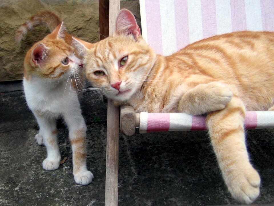 Kitten sleep peace