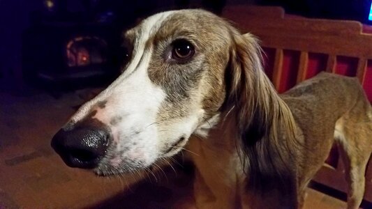 Hounds sighthound purebred
