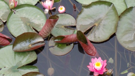 Water lilies flowers pond