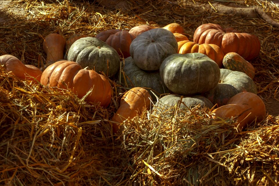 Orange harvest food