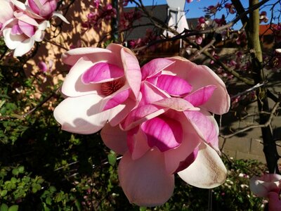 Magnolia pink close up photo