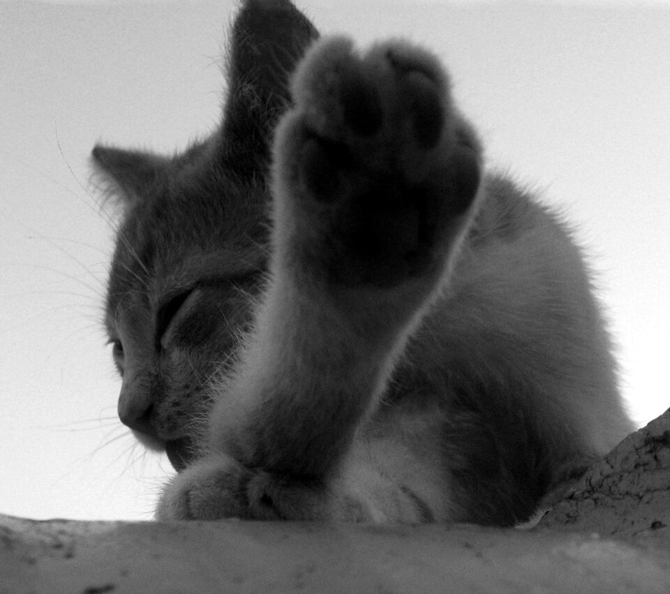 Kitten cat cat chick