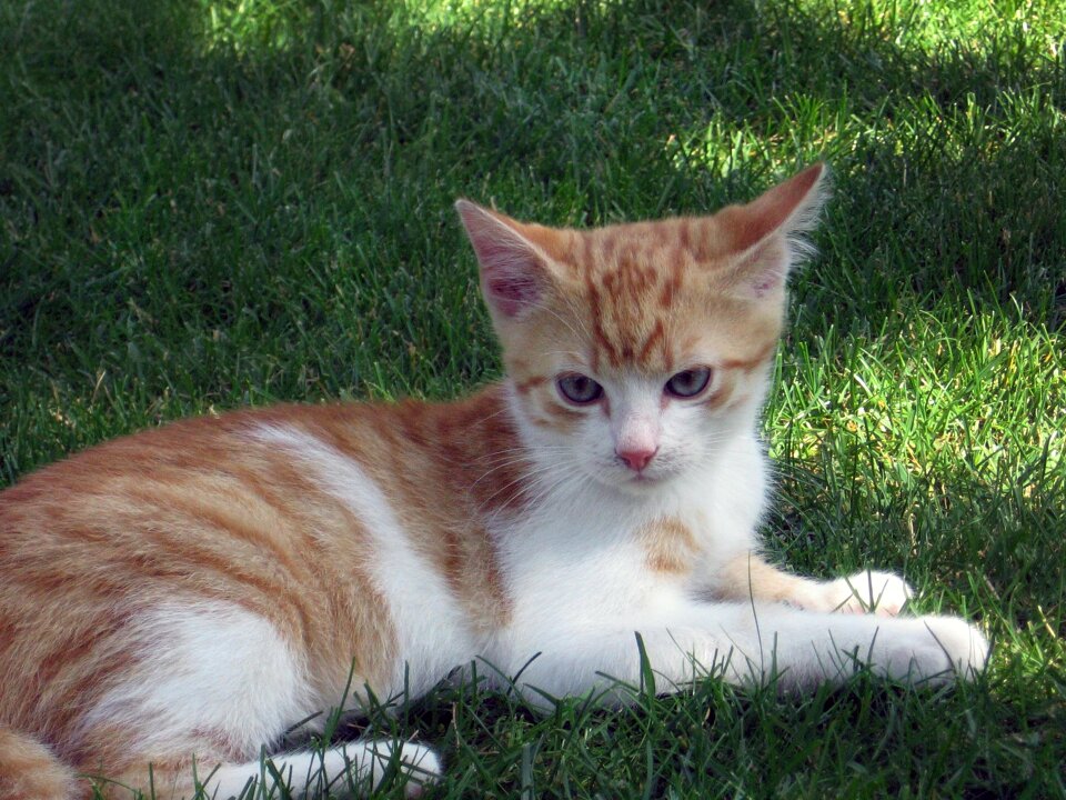 Tomcat chick adorable