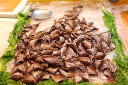 Their dome the left panel fish