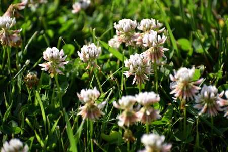 Grass nature