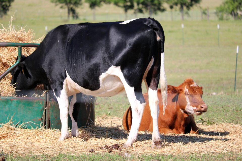 Cattle countryside livestock