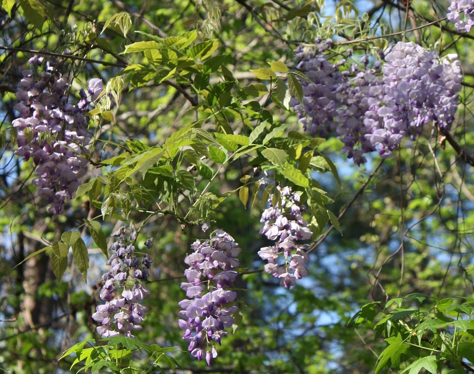 Wysteria flowering plants