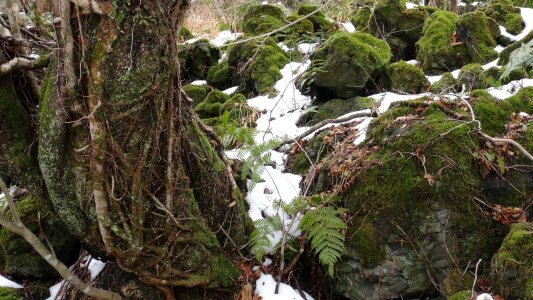 Moss winter rock