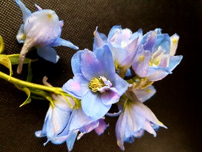 Flowers larkspur ostróżki
