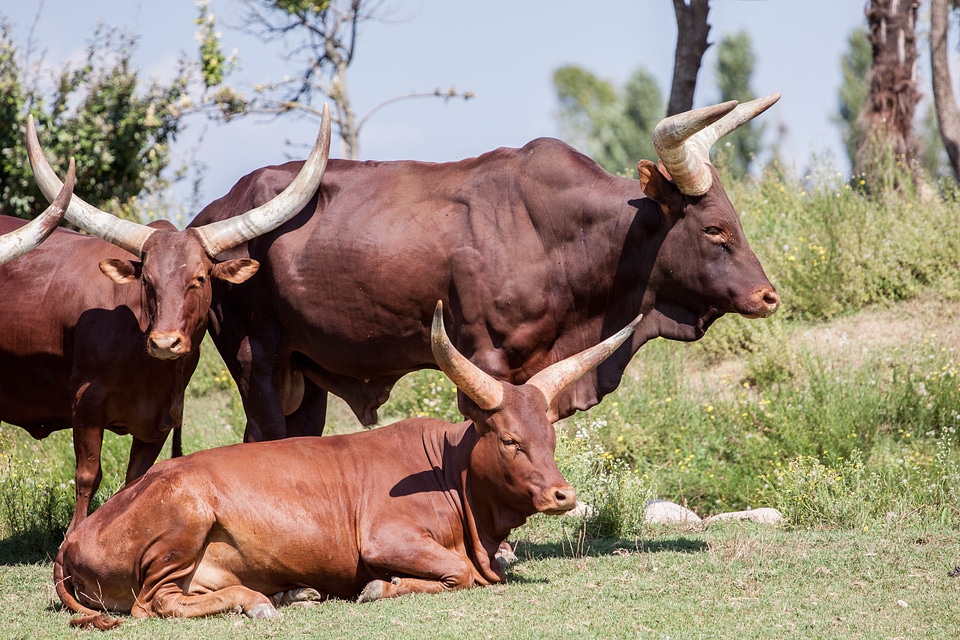 Cows nature beef photo