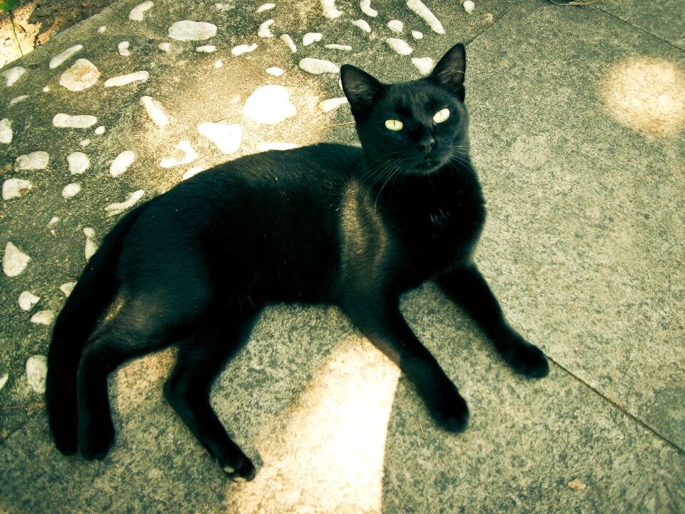 Cat black Free photos