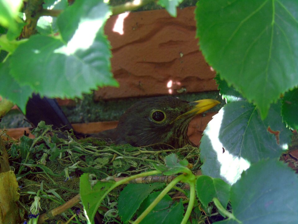 Bird's nest blackbird nest bird
