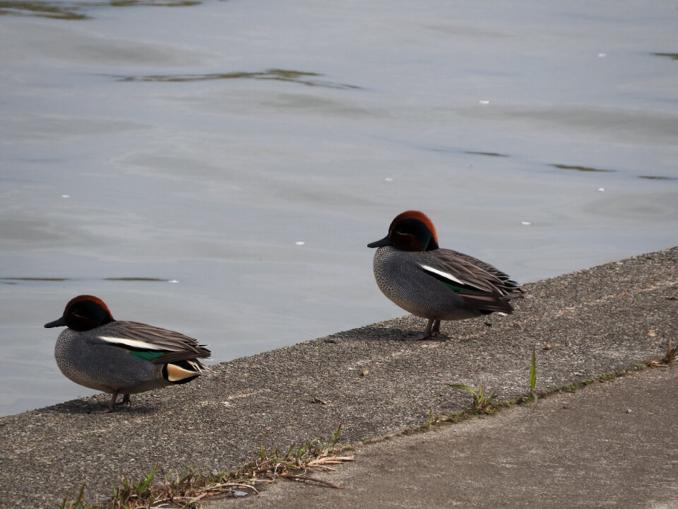 Lake nature freedom