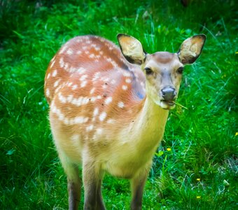 Fallow deer animal scheu photo