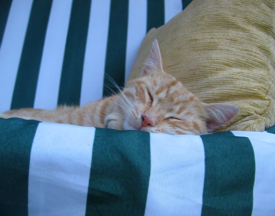 Sleeps lies resting